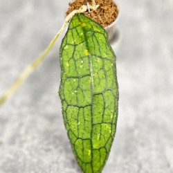 Hoya Clemensiorum Aceh ar #083