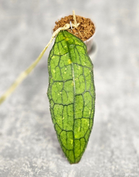 Hoya Clemensiorum Aceh ar #083