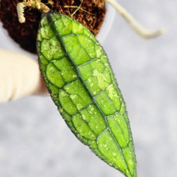 Hoya Clemensiorum Borneo #001  