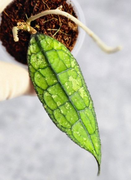 Hoya Clemensiorum Borneo #001  