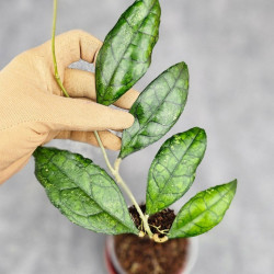 Hoya Clemensiorum Sarawak #002   