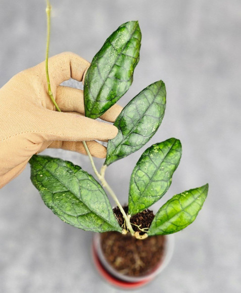 Hoya Clemensiorum Sarawak #002   