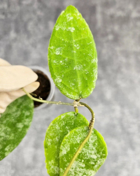 Hoya Caudata Aceh Hoya Caudata Aceh