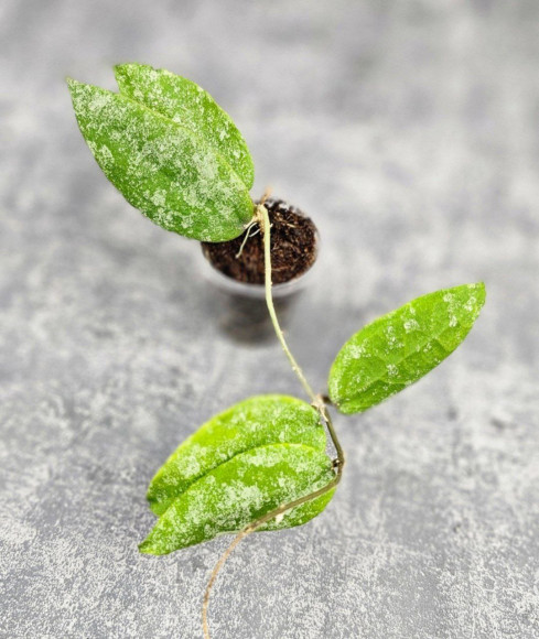 Hoya Caudata Aceh Hoya Caudata Aceh