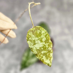 Hoya Caudata Aceh Splash  