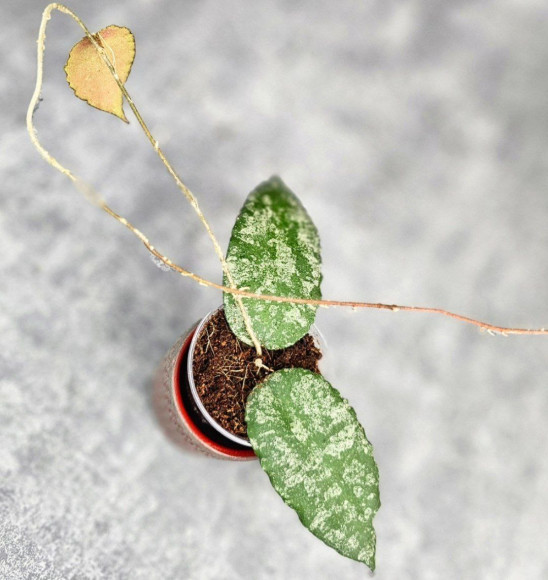 Hoya Caudata Aceh Splash Hoya Caudata Aceh Splash