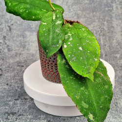 Hoya Undulata Red Leaf  