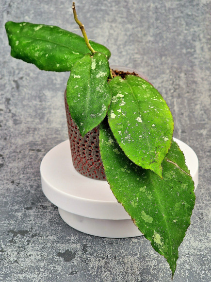 Hoya Undulata Red Leaf  