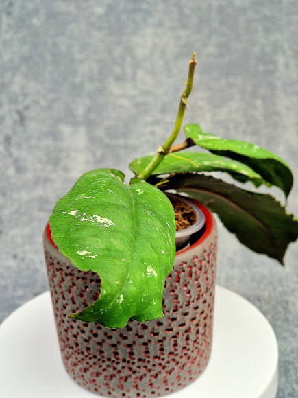 Hoya Undulata Red Leaf Hoya Undulata Red Leaf