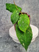 Hoya Undulata Red Leaf  
