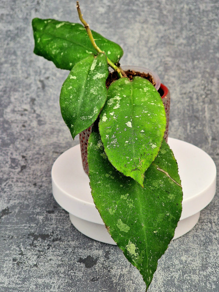 Hoya Undulata Red Leaf Hoya Undulata Red Leaf