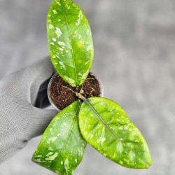 Hoya Sp Aceh Air Suri  