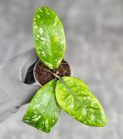 Hoya Sp Aceh Air Suri Hoya Sp Aceh Air Suri