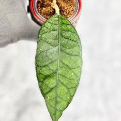 Hoya Sp. Aceh NAD 008 