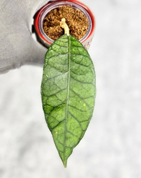 Hoya Sp. Aceh NAD 008 