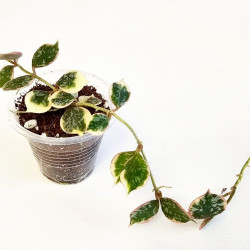 Hoya Curtisii Albo  