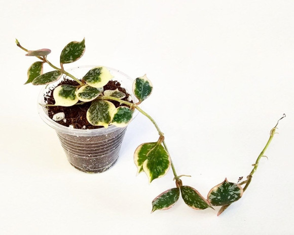 Hoya Curtisii Albo  