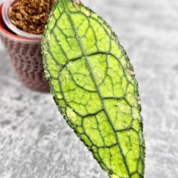 Hoya Clemensiorum Aceh #023                                                     