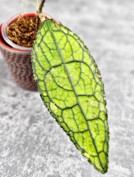 Hoya Clemensiorum Aceh #023                                                     