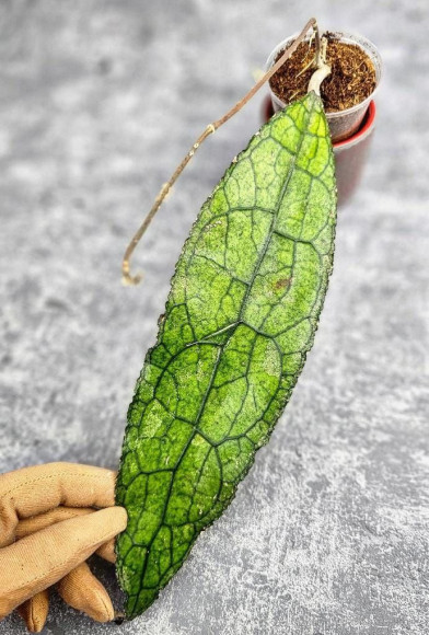 Hoya Clemensiorum Aceh ar #084