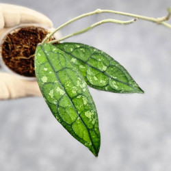 Hoya Clemensiorum Borneo #001