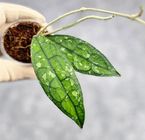 Hoya Clemensiorum Borneo #001