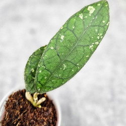 Hoya Clemensiorum Sarawak #002 