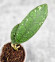 Hoya Clemensiorum Sarawak #002    