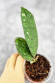 Hoya Clemensiorum Sarawak #002    
