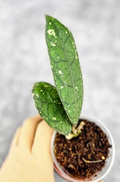 Hoya Clemensiorum Sarawak #002 Hoya Clemensiorum Sarawak #002