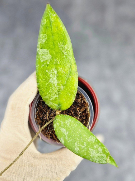 Hoya Caudata Aceh Hoya Caudata Aceh