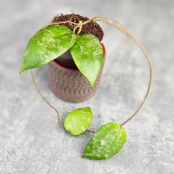 Hoya Caudata Aceh Splash 