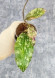 Hoya Undulata Silver