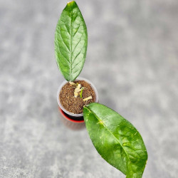 Hoya Sp. Aceh NAD 008 