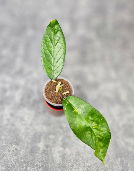 Hoya Sp. Aceh NAD 008 