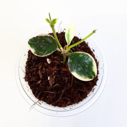 Hoya Curtisii Albo