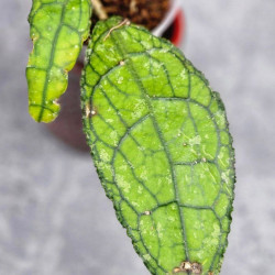 Hoya Clemensiorum Aceh #023                                                      