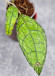 Hoya Clemensiorum Aceh #023                                                      