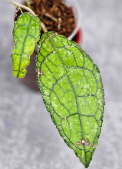 Hoya Clemensiorum Aceh #023                                                      