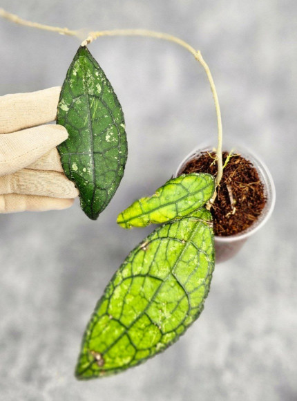 Hoya Clemensiorum Aceh #023                                                      