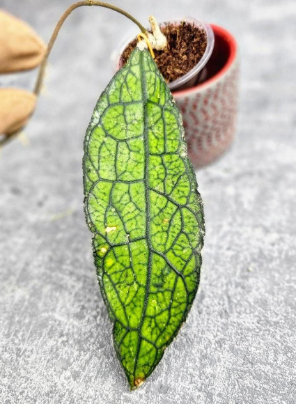 Hoya Clemensiorum Aceh ar #085 Hoya Clemensiorum Aceh ar #085