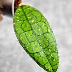 Hoya Clemensiorum Borneo #001 