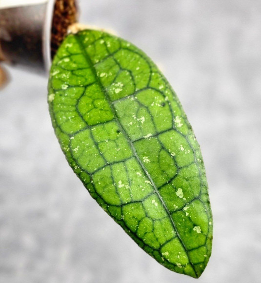 Hoya Clemensiorum Borneo #001 
