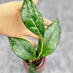 Hoya Clemensiorum Sarawak #002   