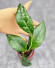 Hoya Clemensiorum Sarawak #002   