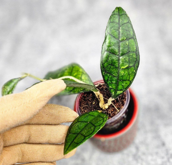 Hoya Clemensiorum Sarawak #002 Hoya Clemensiorum Sarawak #002