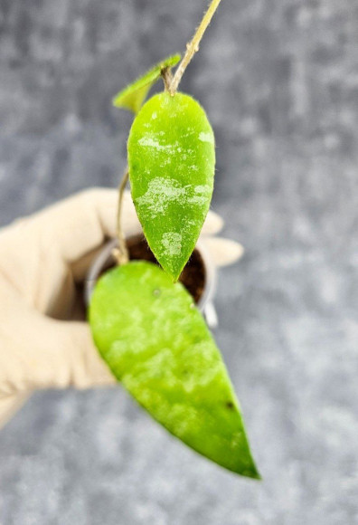 Hoya Caudata Aceh Hoya Caudata Aceh