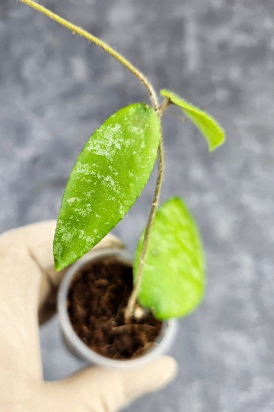 Hoya Caudata Aceh Hoya Caudata Aceh