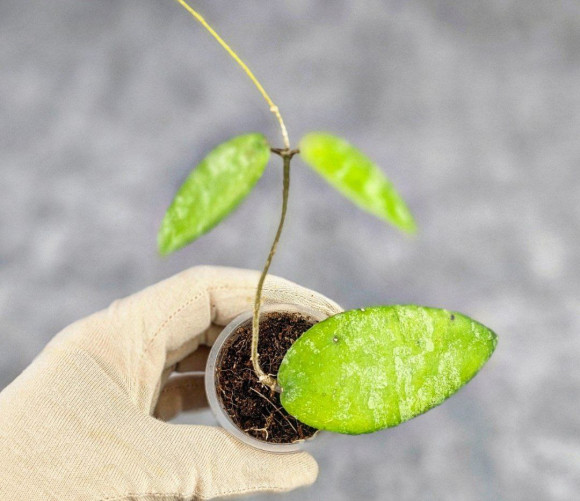 Hoya Caudata Aceh Hoya Caudata Aceh