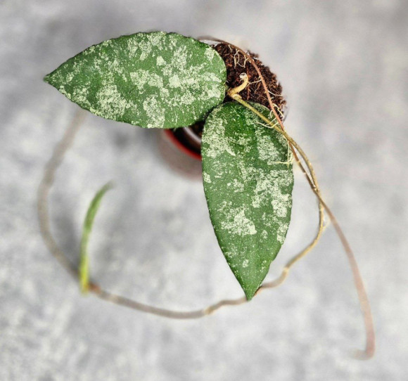 Hoya Caudata Aceh Splash Hoya Caudata Aceh Splash